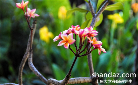 本科没有学位可以报考山东大学在职研究生吗