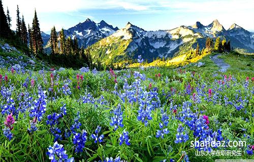 山东大学在职研究生 山东大学在职研究生